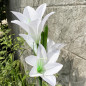 4 PACK Solar Lily Flower Lights Outdoor Garden Stake LED Landscape Decor Lamp US