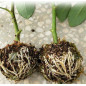 Plant High Pressure Box Graft Grafting Rooting Growing Device Propagation Ball
